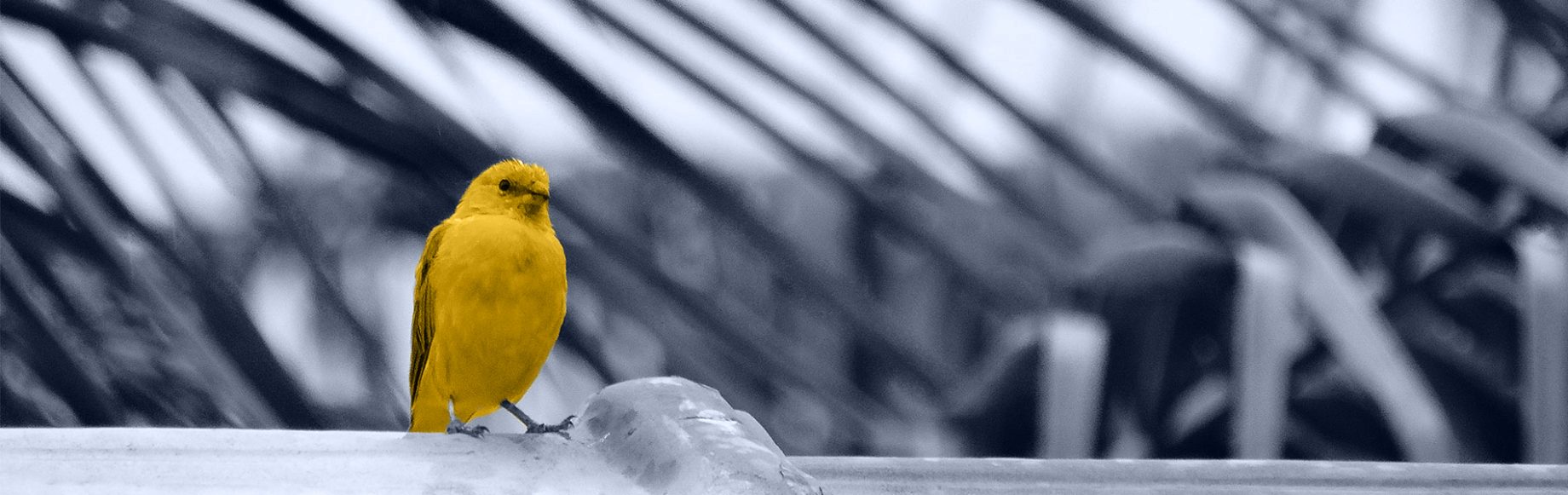 CanaryVoice: Albums Vocaux Partagés