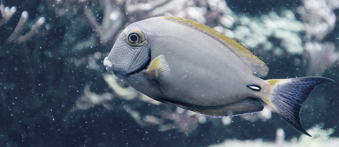 SmartFish: Aquarium 3D Interactif